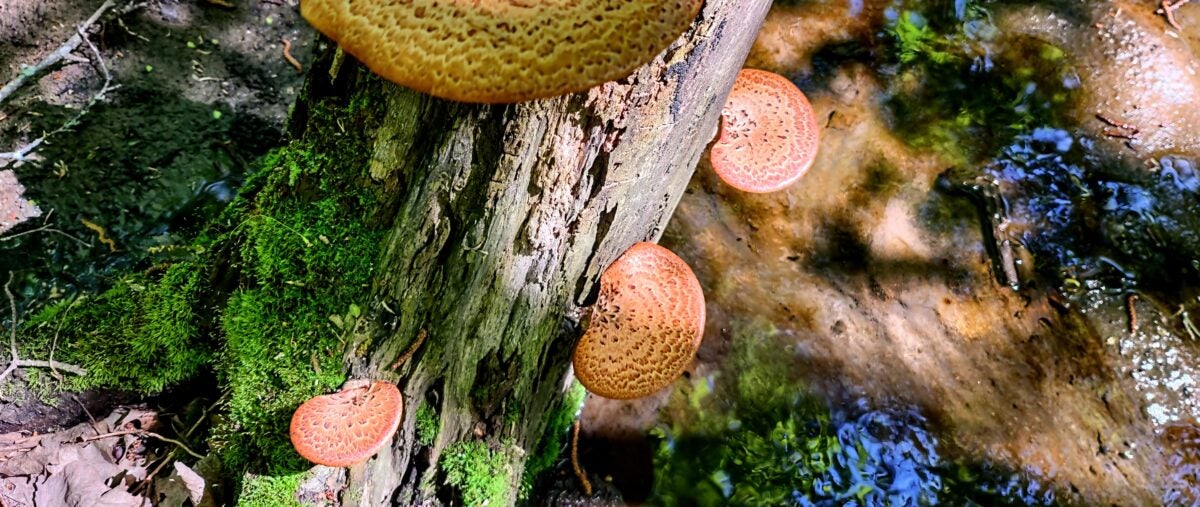 Pheasant Back Mushrooms