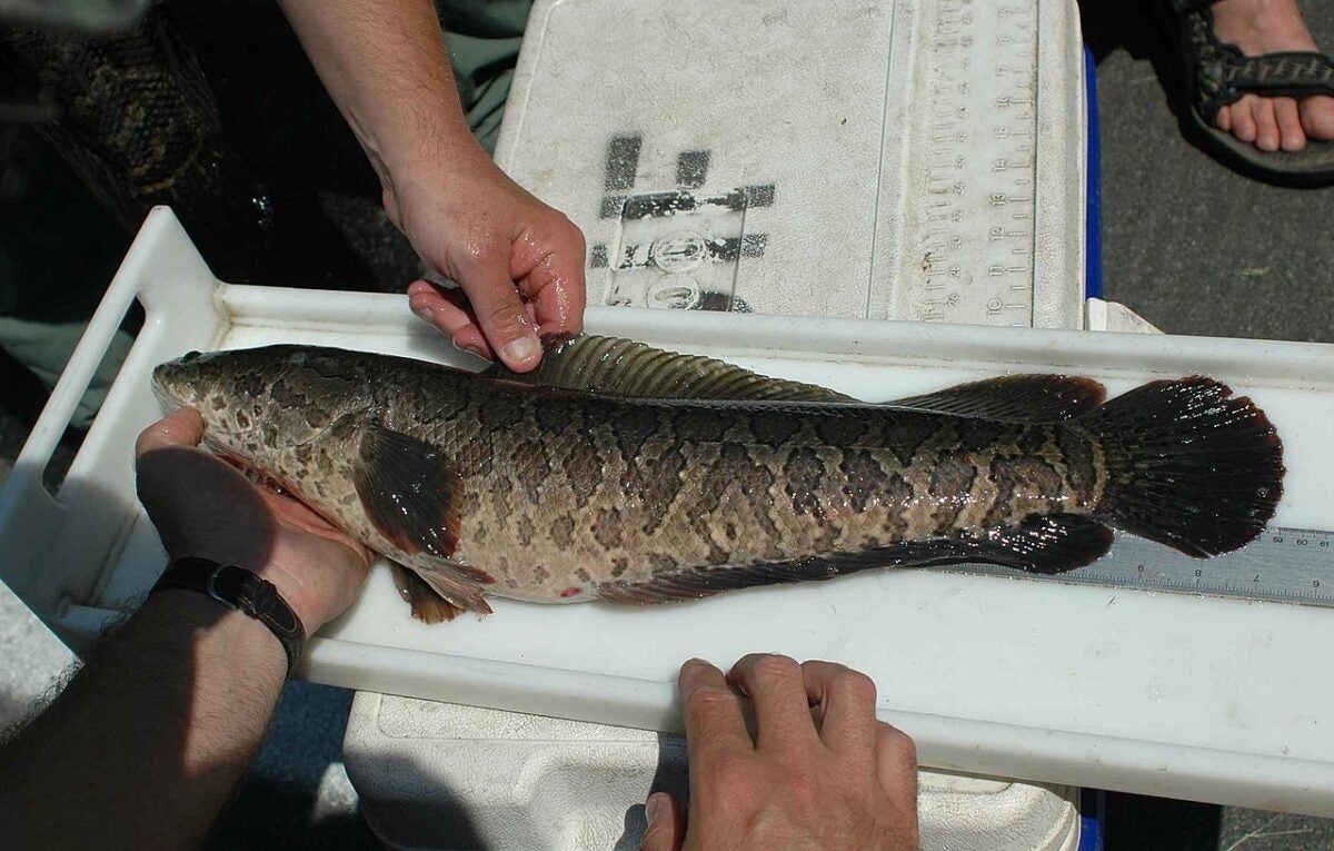 Northern Snakeheads Confirmed in Concordia Parish Louisiana