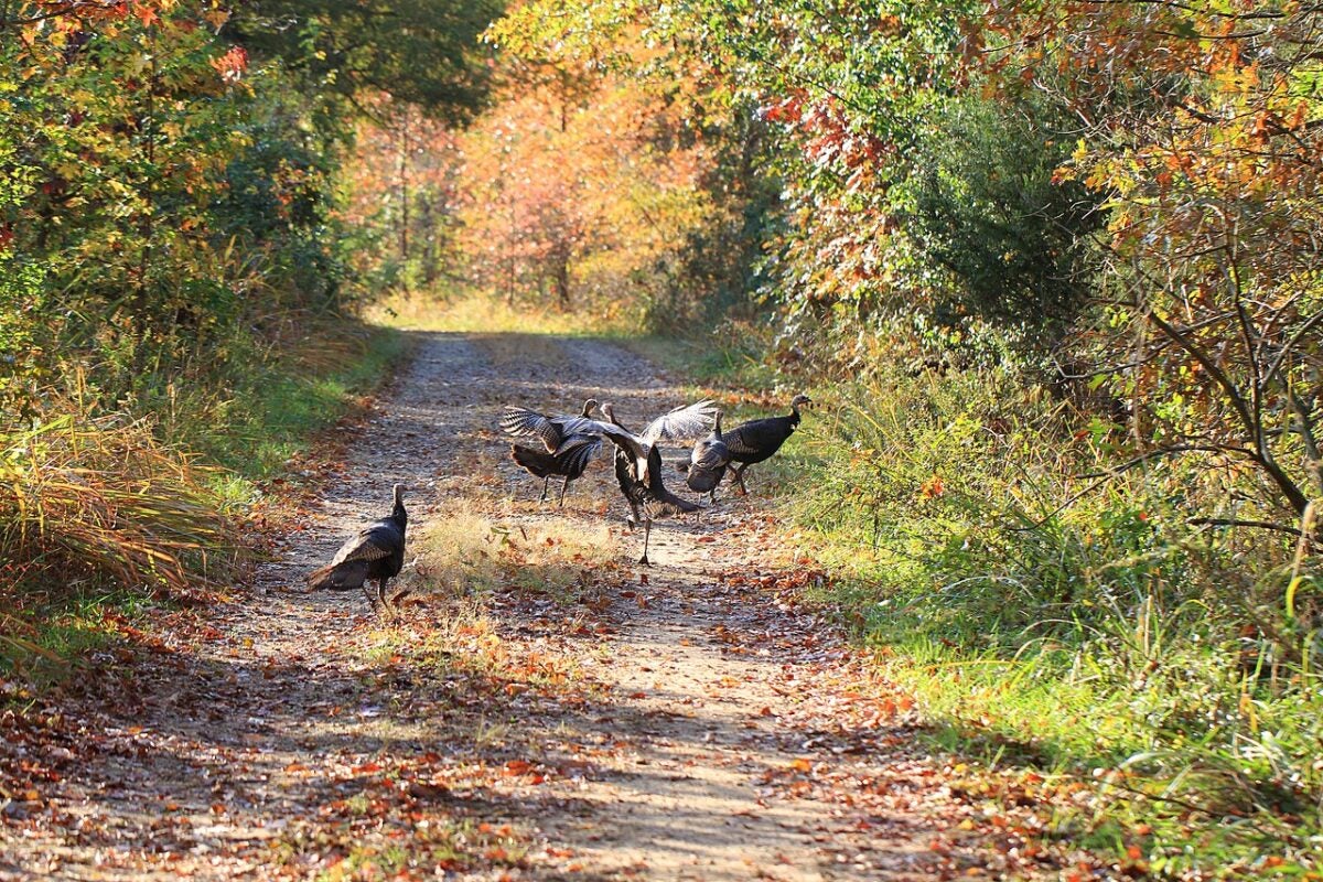 Wild Turkey Research