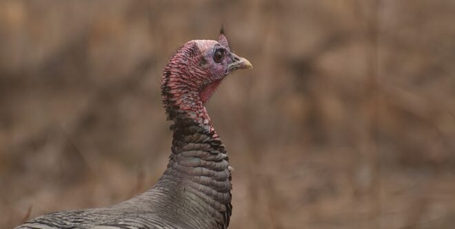 NWTF & Partners Invest $9 Million into Wild Turkey Research