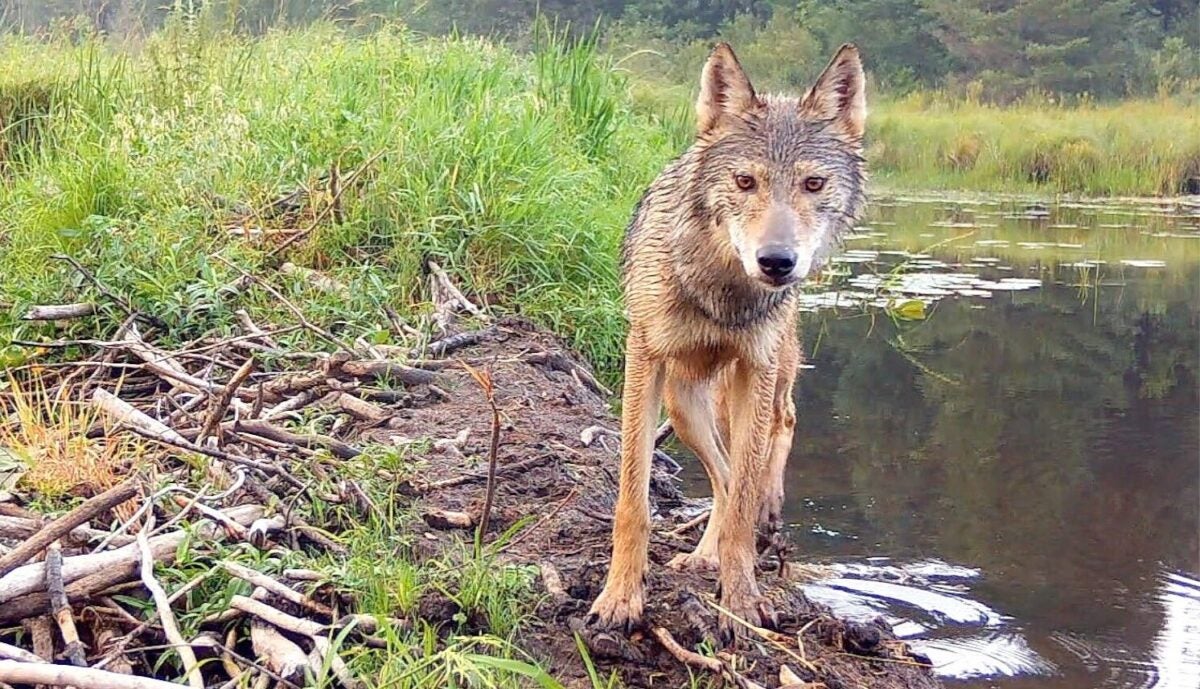 Wolves Fishing