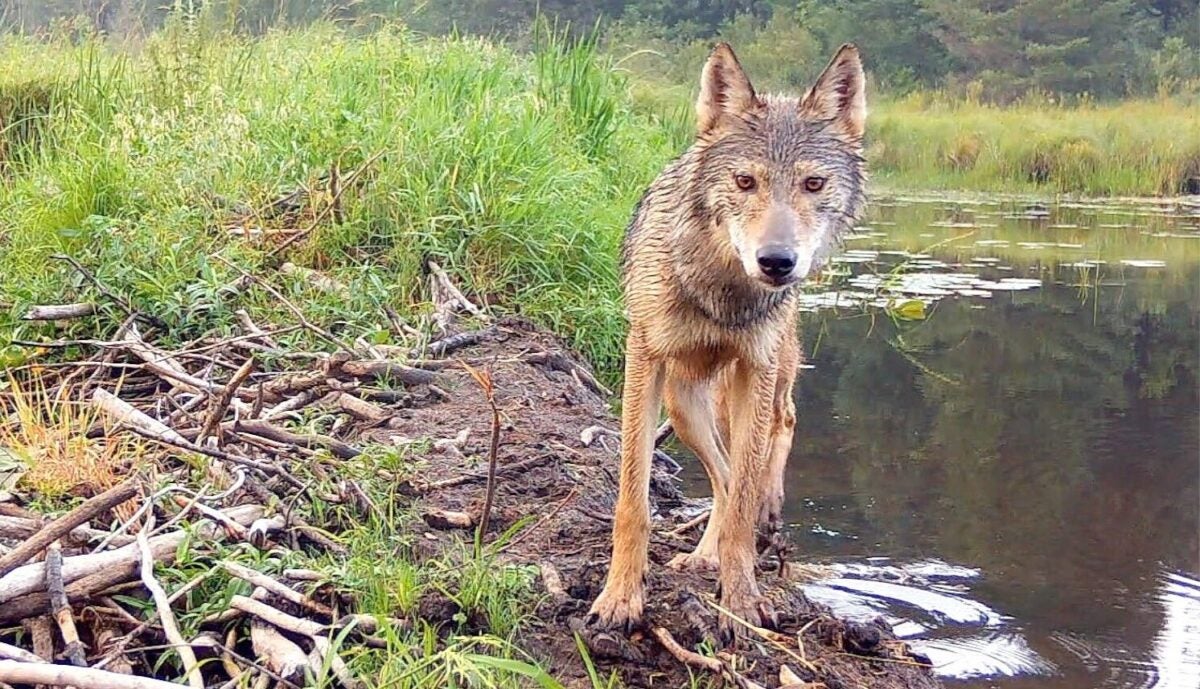 NextImg:Voyageurs Wolf Project Documents Wolves Fishing in Boundary Waters