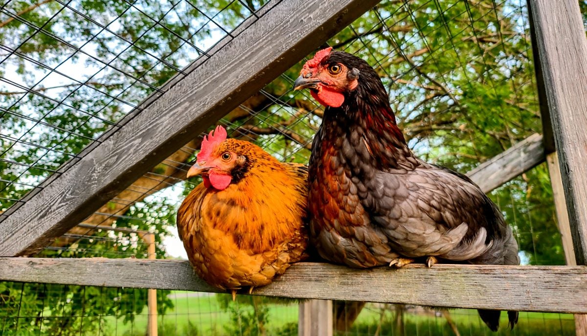 free-range chickens