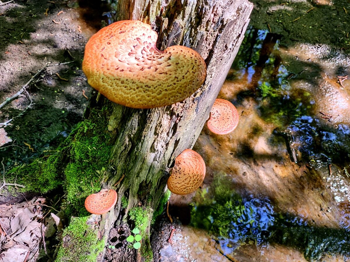 pheasant back mushrooms