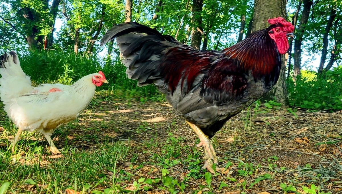 free-range chickens