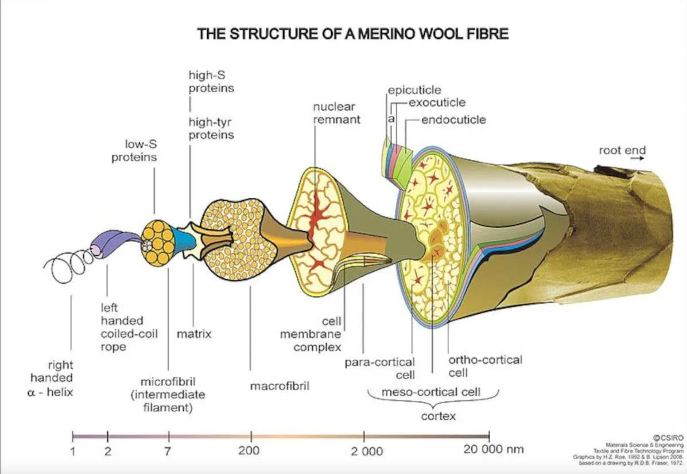 Merino Wool