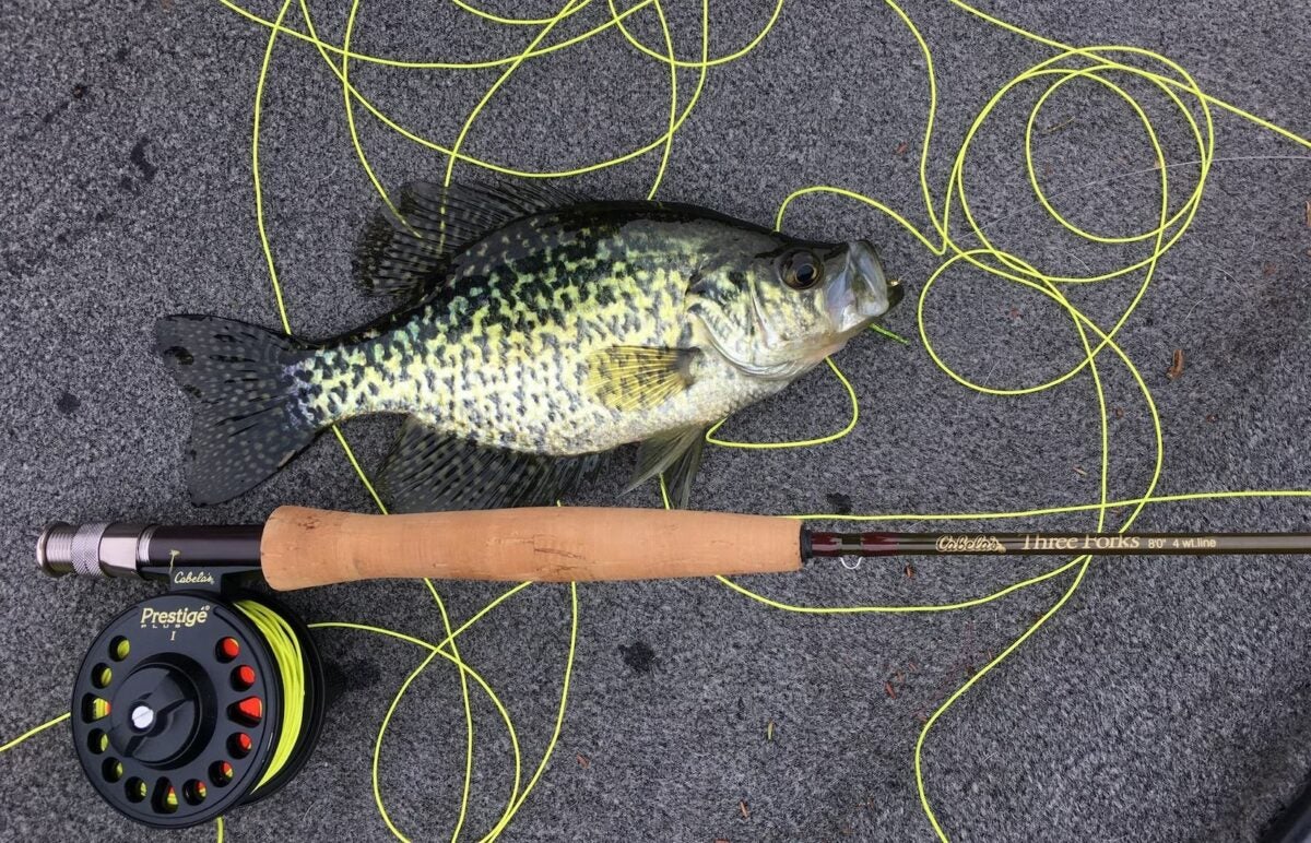 Beginner’s Guide on How to Choose the BEST Fly Fishing Line Beginner’s Guide on How to Choose the BEST Fly Fishing Line