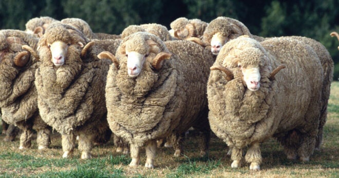 AO Review: A Brief History of Merino Wool – “A Fabric Worth Fighting Over”