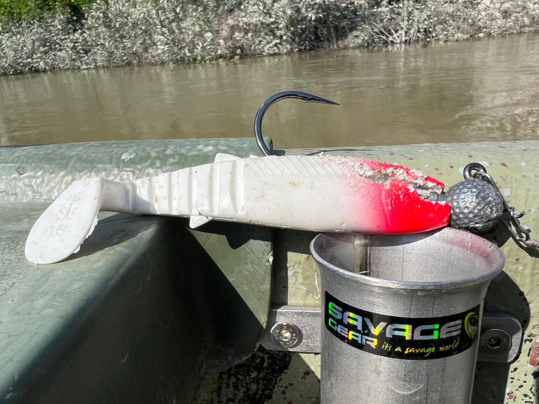 Potential New World Record Wels Catfish in Italy