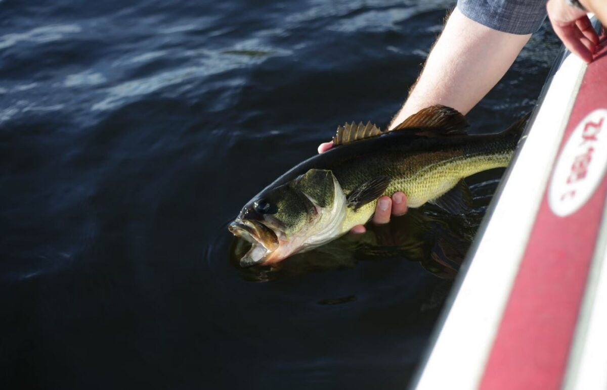 Bass Fly Fishing - The Secrets to Success on the Water
