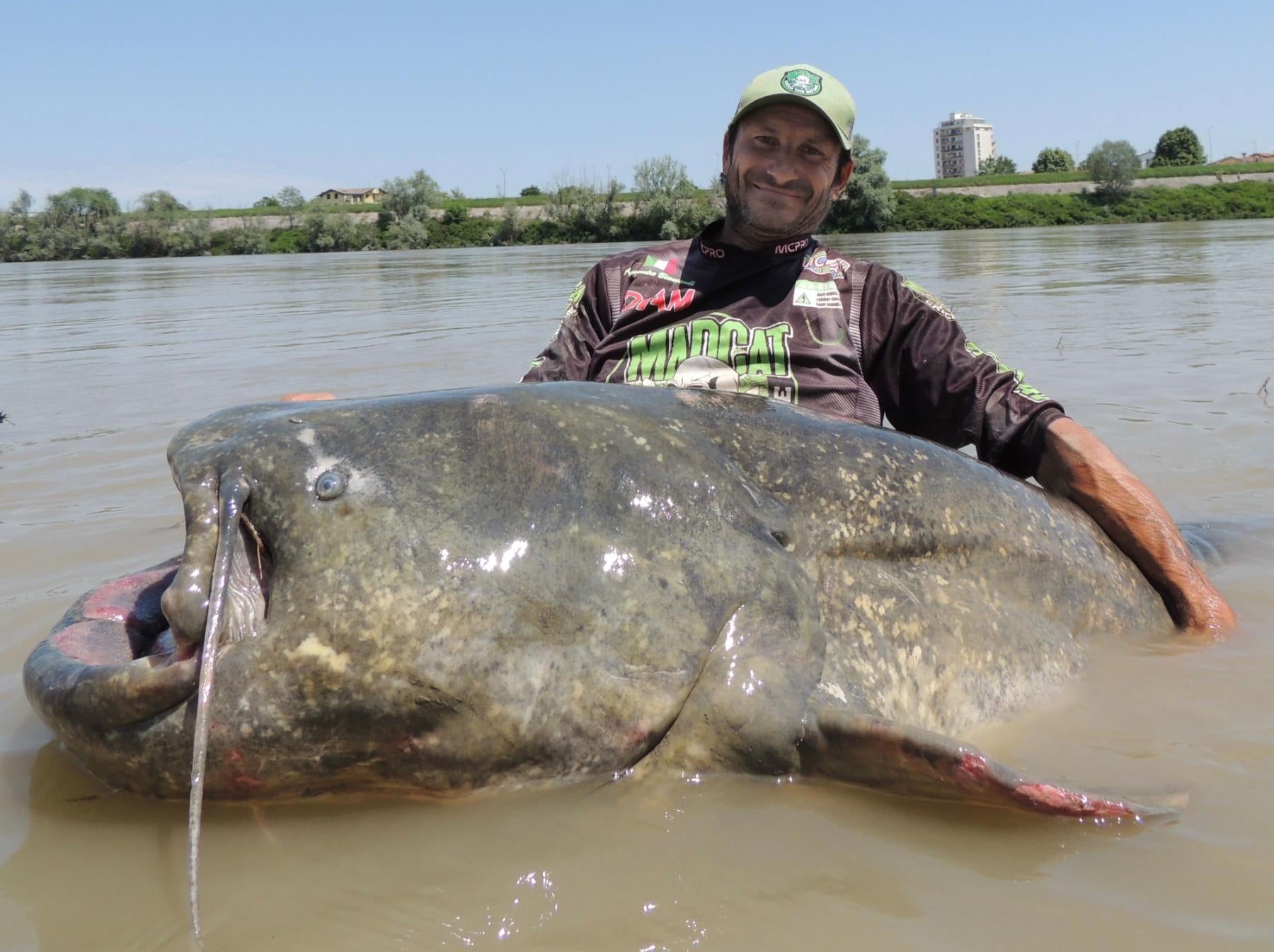 Potential New World Record Wels Catfish from Italy