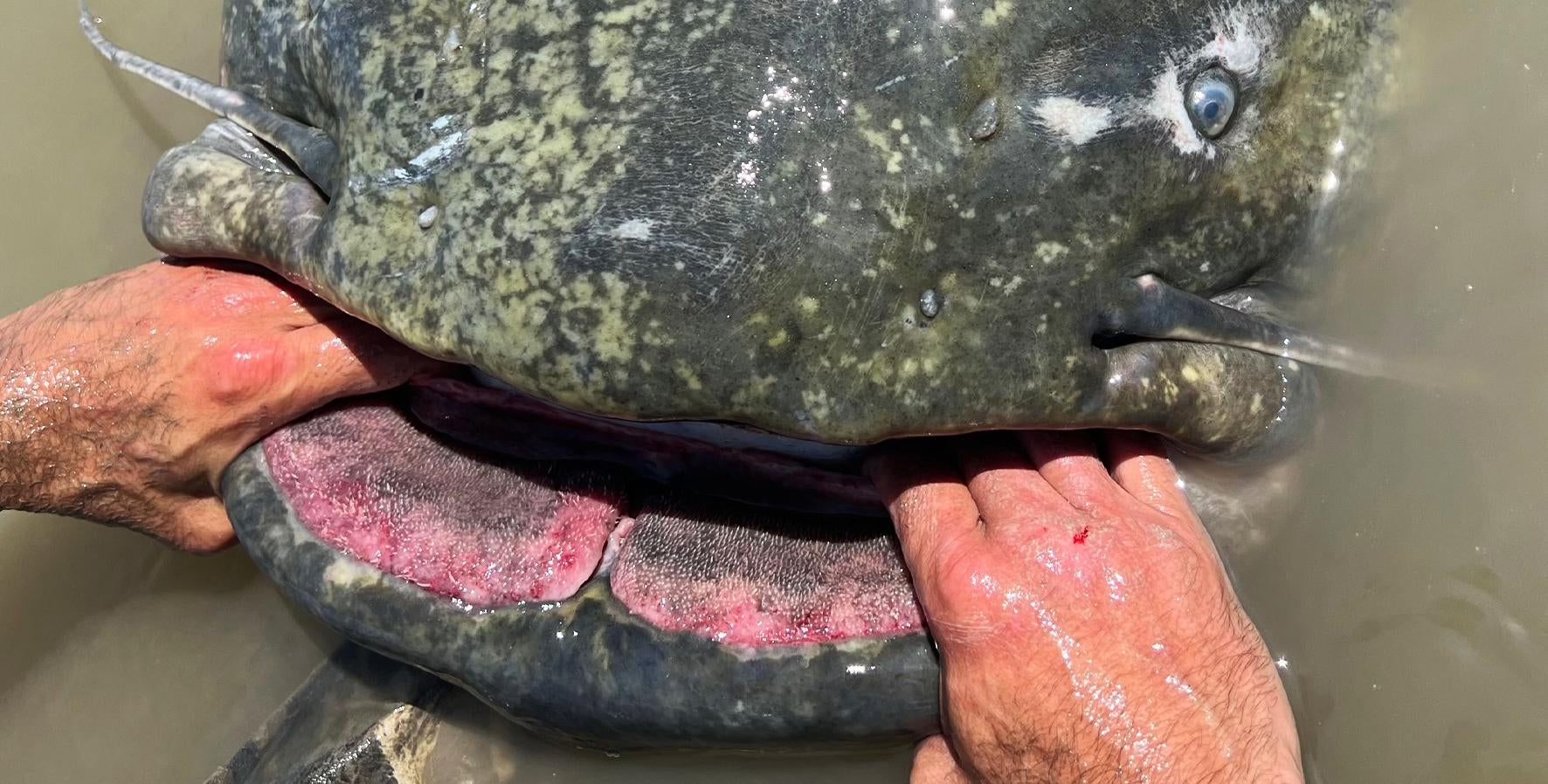 Potential New World Record Wels Catfish in Italy