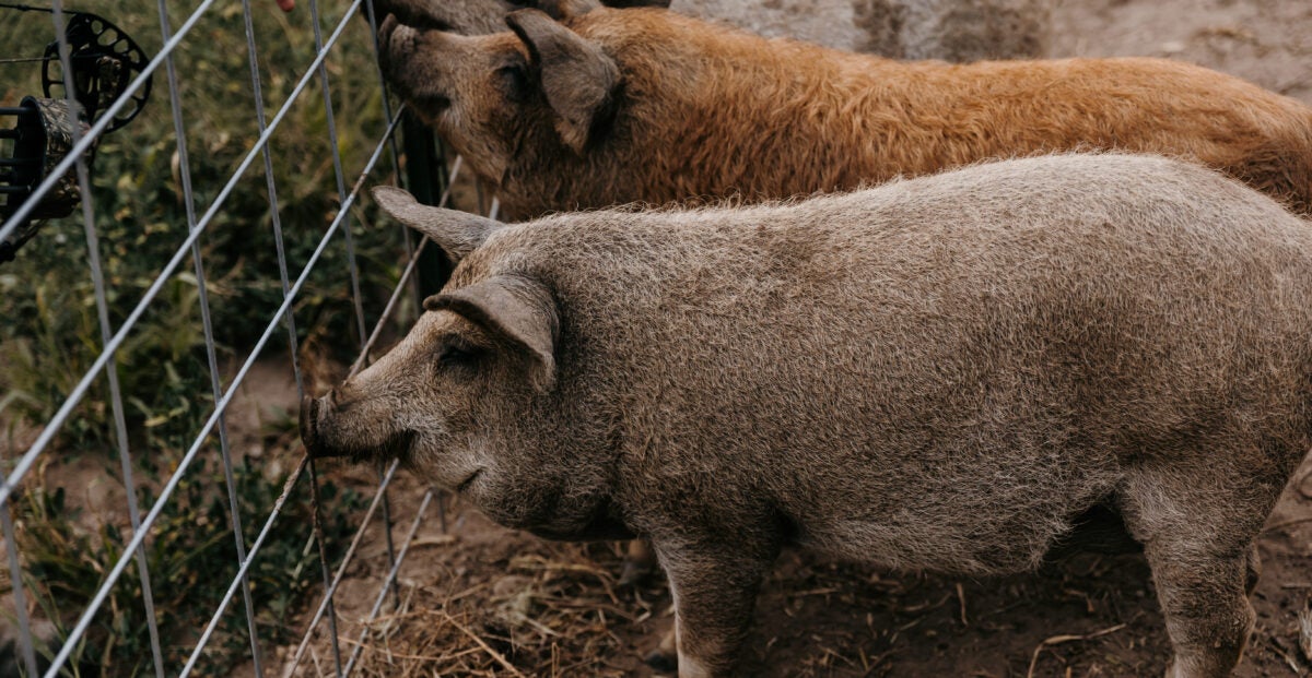 Mangalitsa Pork