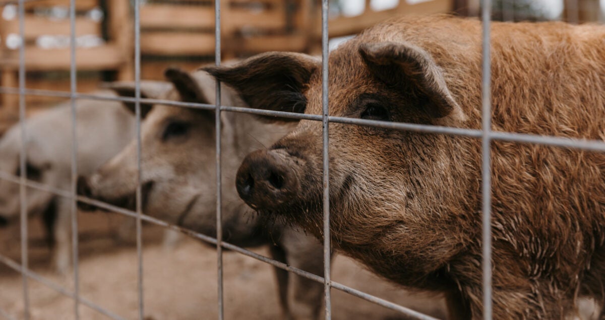 mangalitsa pork