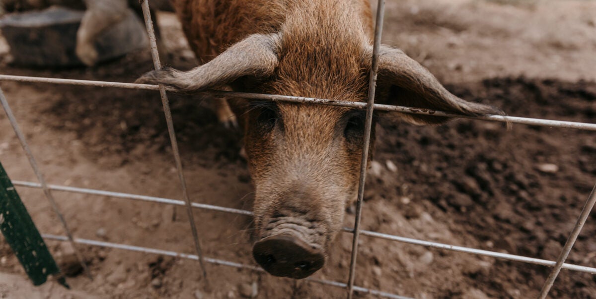 Mangalitsa Pork