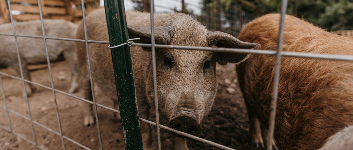 Mangalitsa Pork
