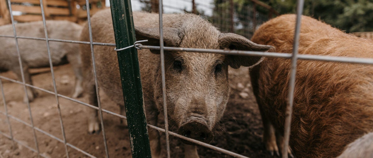 Mangalitsa Pork