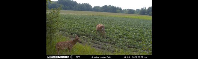 Home on the Range #046: Creating a Deer Management Plan