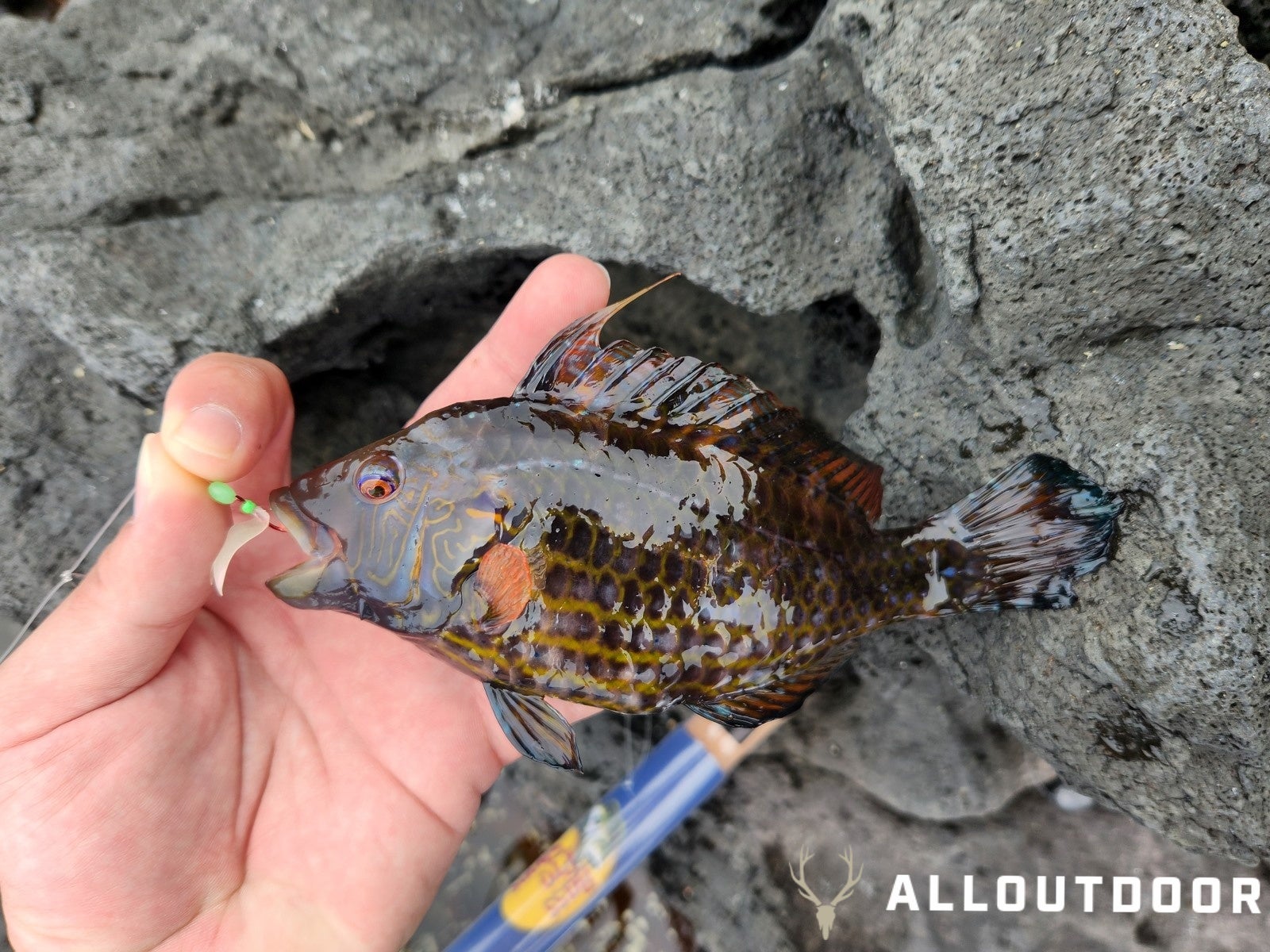 A Day in South Korea - Trying to Fish Jeju Island