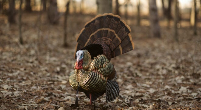 Federal Ammo Aids NWTF in Celebrating 50 Years of Turkey Conservation