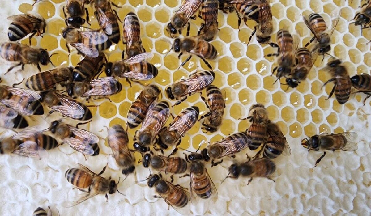 Home on the Range #050: Honey, Bees & Beekeeping - How Sweet It Is!