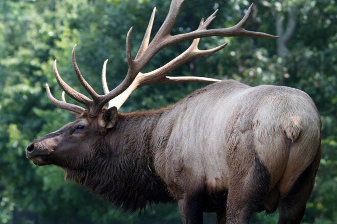 RMEF Gives $10.7 Million to Wyoming Elk, Mule Deer, and Other Wildlife