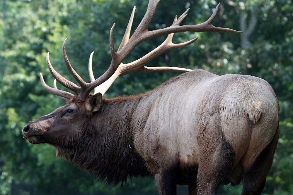 wyoming elk