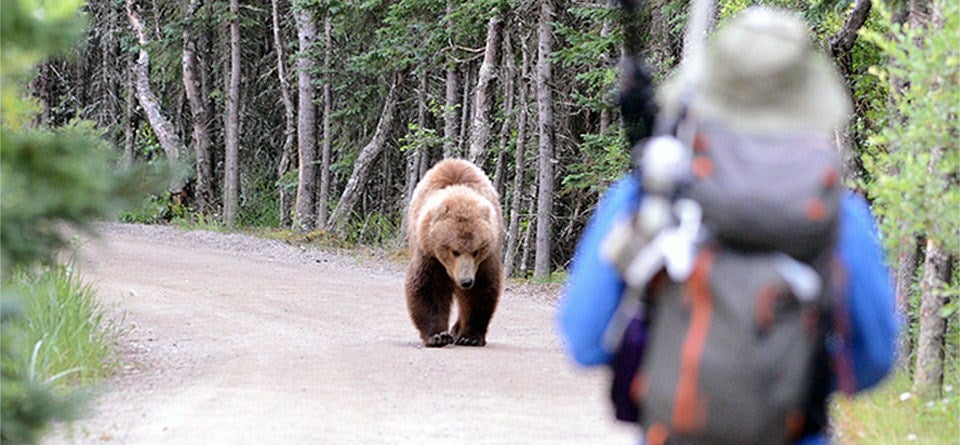 Bear Aware: How to Safely Handle a Bear Encounter in the Great Outdoors Bear Aware: How to Safely Handle a Bear Encounter in the Great Outdoors
