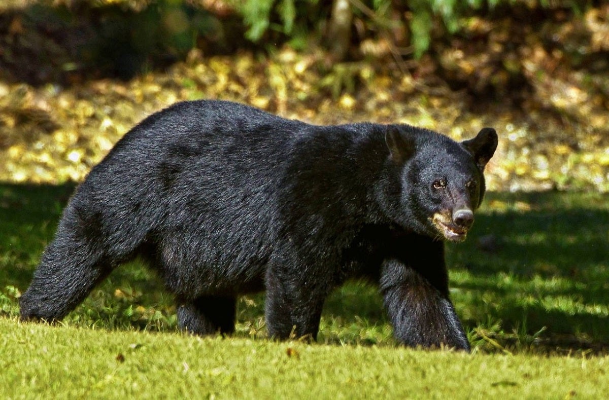 Bear Aware: How to Safely Handle a Bear Encounter in the Great Outdoors