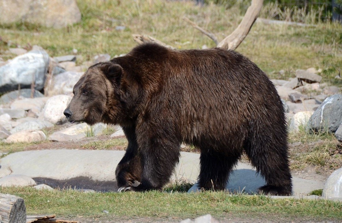 Bear Aware: How to Safely Handle a Bear Encounter in the Great Outdoors