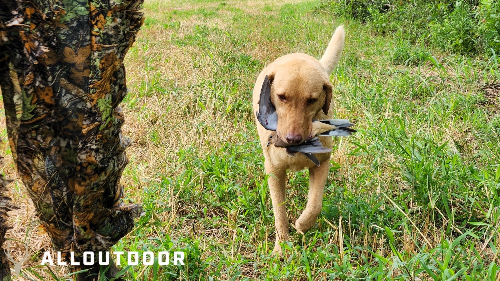 Opening Day Georgia Public Land Dove Hunting
