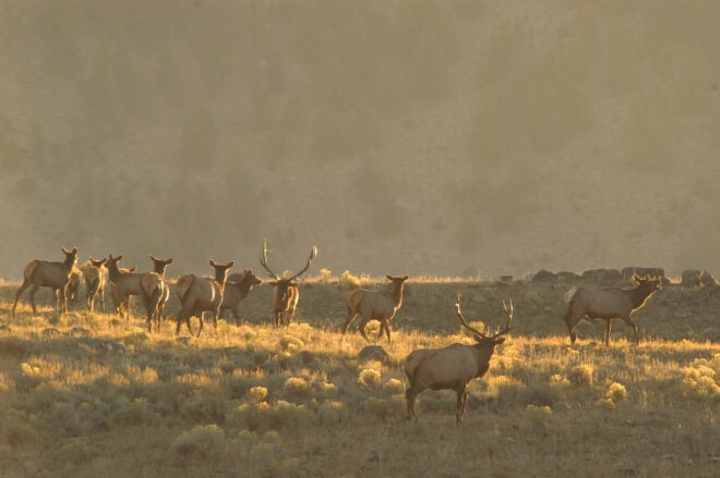 RMEF Commits $100,000 to CWD Research – Chronic Wasting Disease