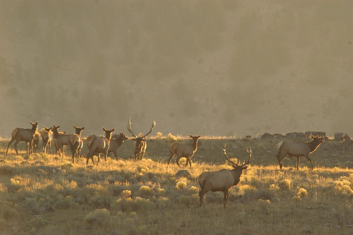 Chronic Wasting Disease