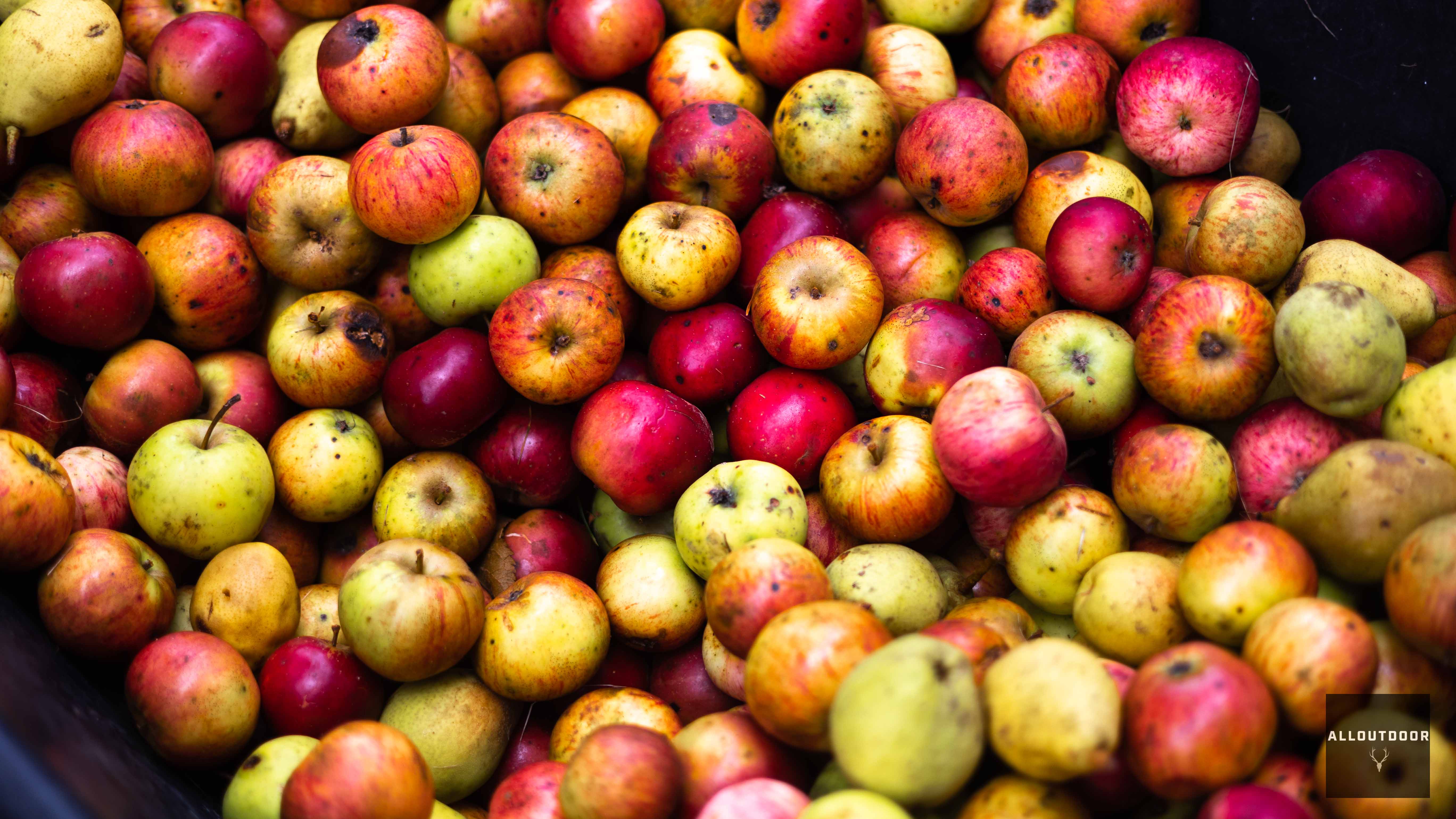 DIY Project - Pressing your Own Homemade Hard Apple Cider, Part 1