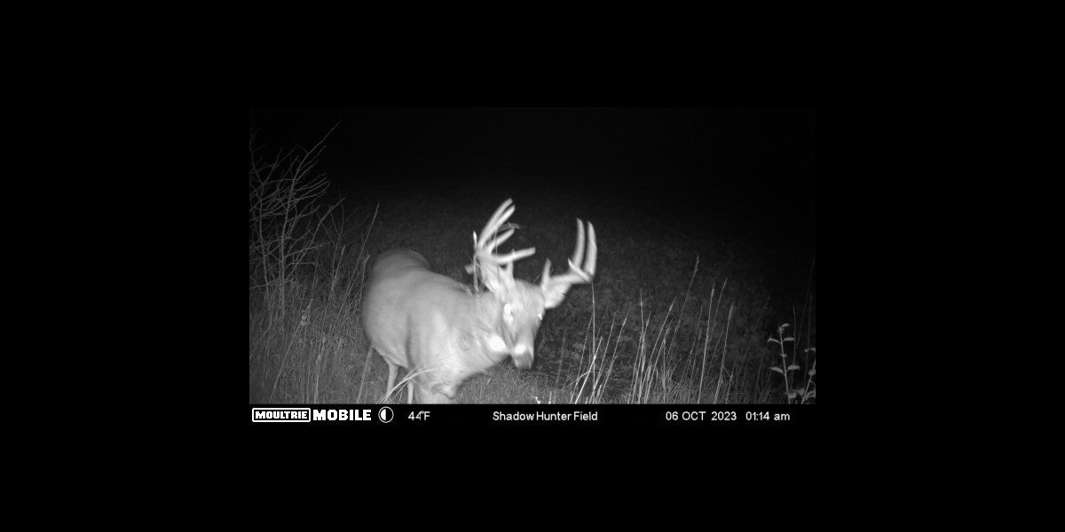 Whitetail Rut