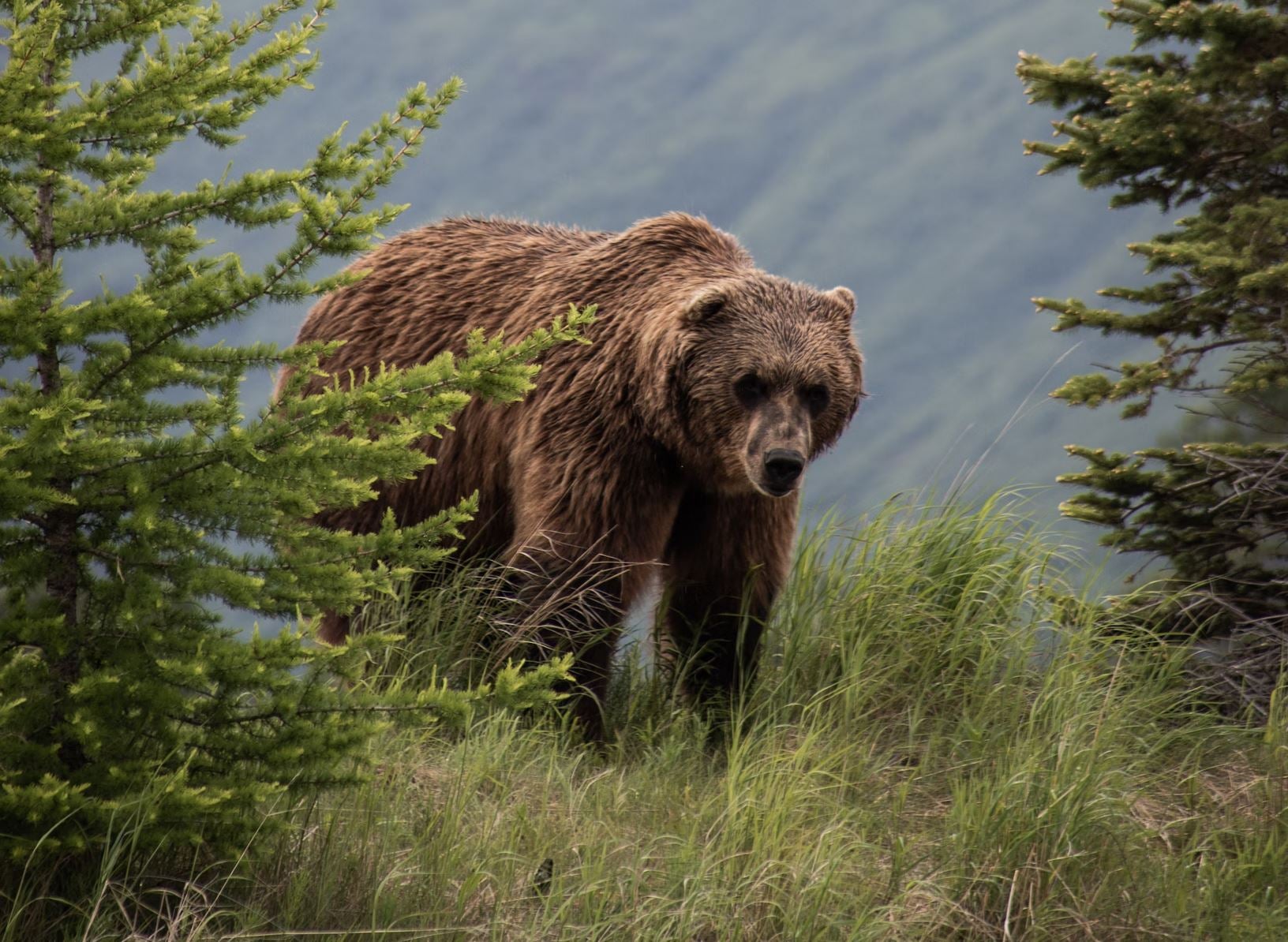 NextImg:Grizzly Bear Kills 2 in National Park - What Should You Do After an Attack?