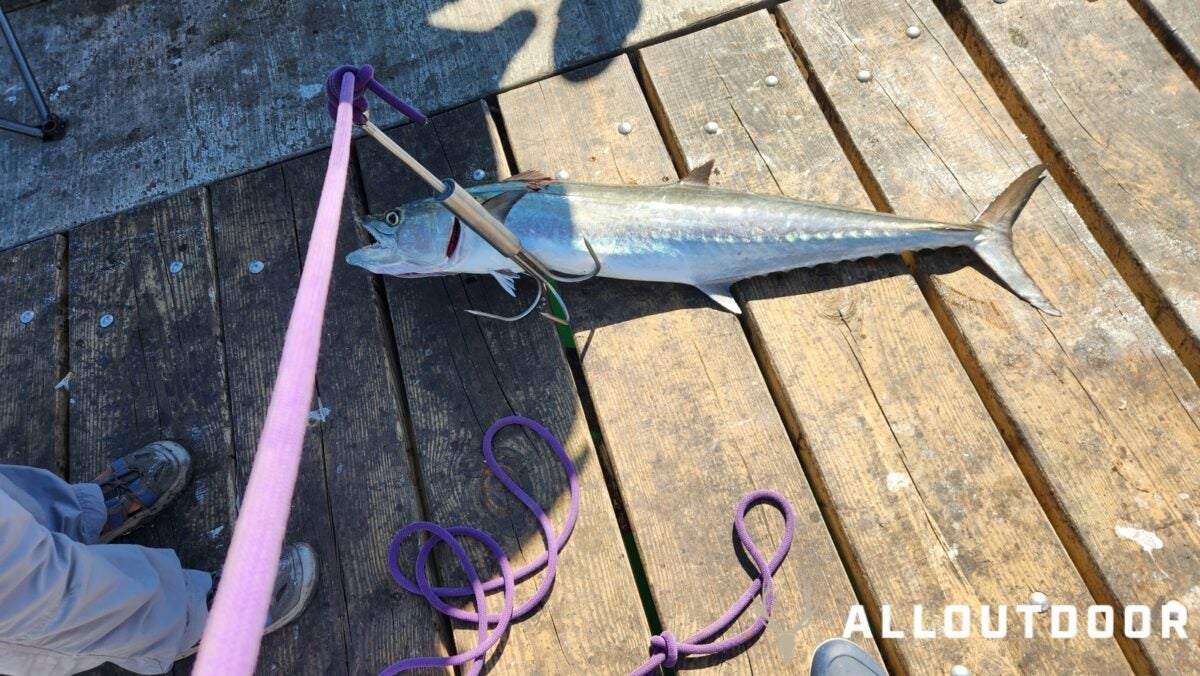 Feast or Famine: October Pier Fishing in Panama Metropolis Seashore