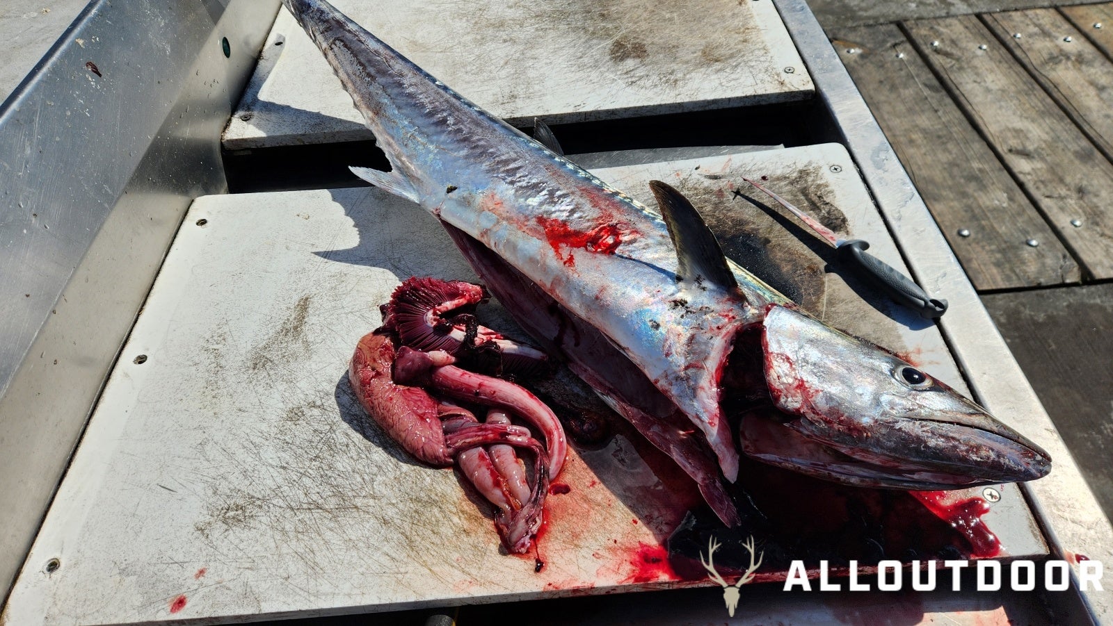 Feast or Famine: October Pier Fishing in Panama City Beach - Part 1