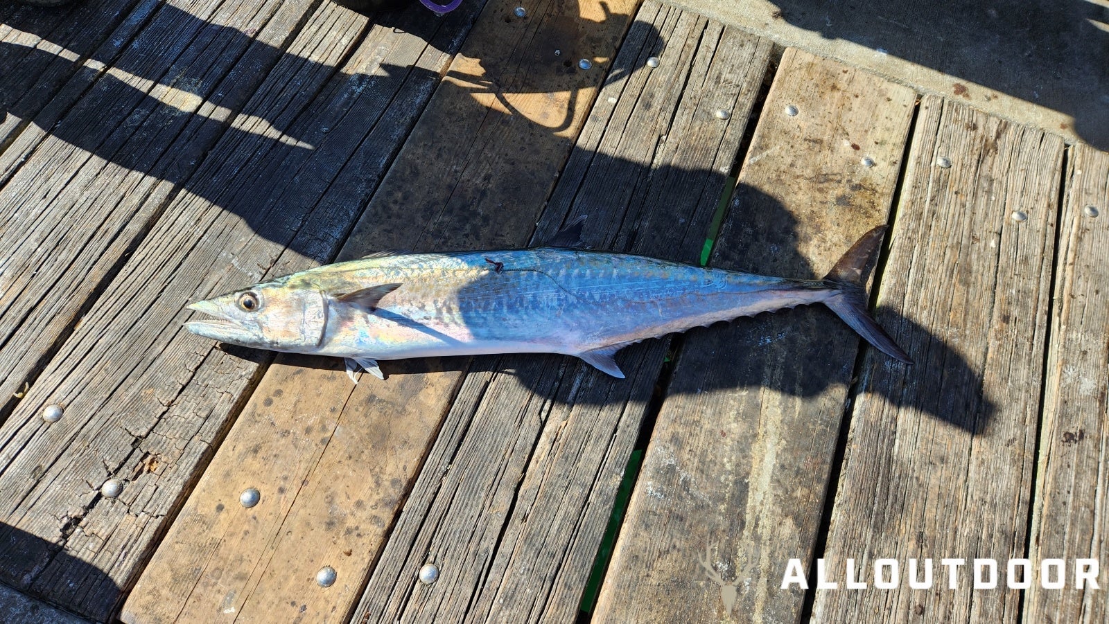 Feast or Famine: October Pier Fishing in Panama City Beach - Part 1