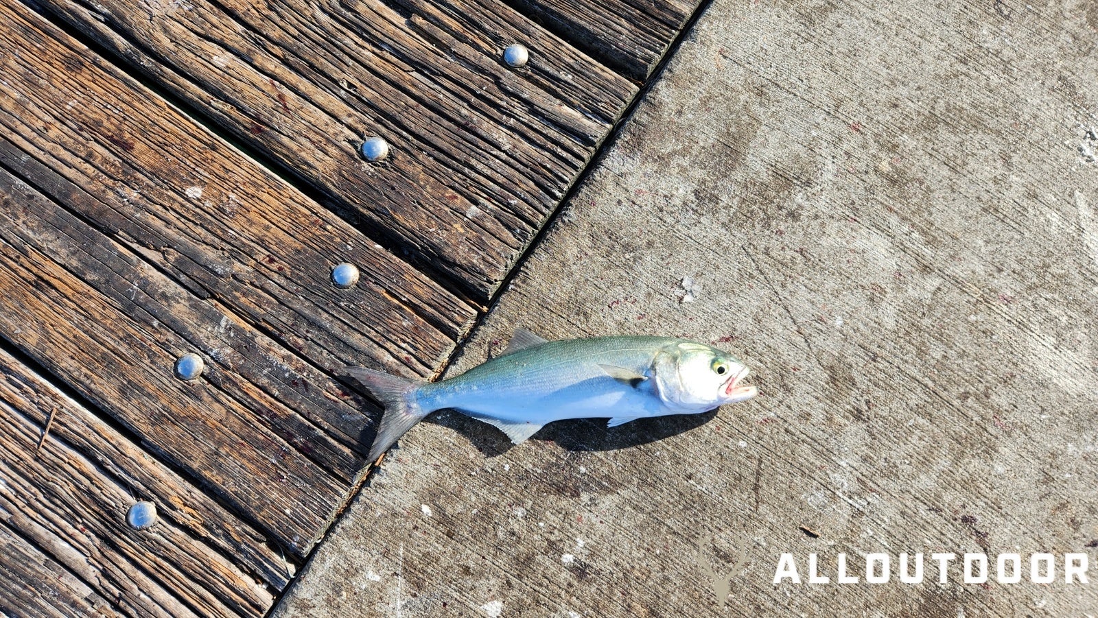 Feast or Famine: October Pier Fishing in Panama City Beach - Part 1