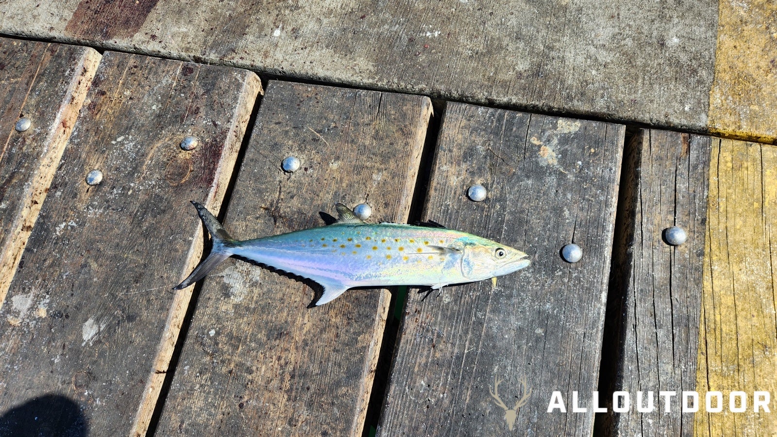 Feast or Famine - October Pier Fishing in PCB