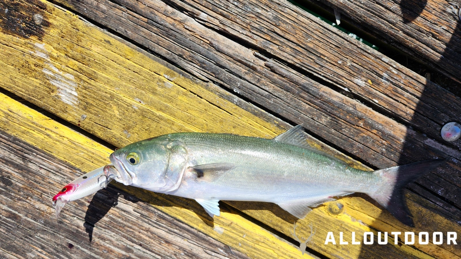 Cook your Catch – Smoked Bluefish Dip