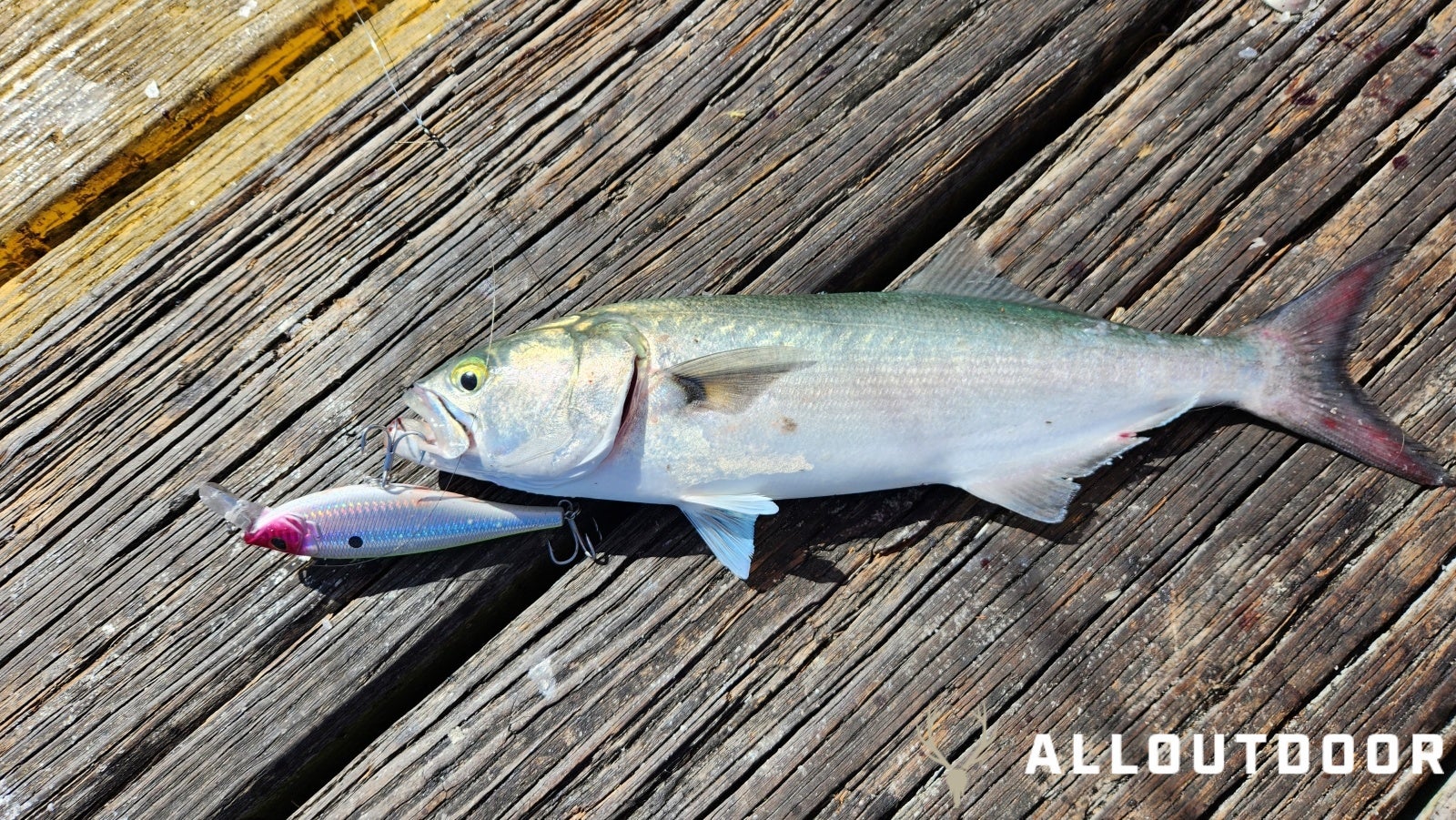 Feast or Famine - October Pier Fishing in PCB