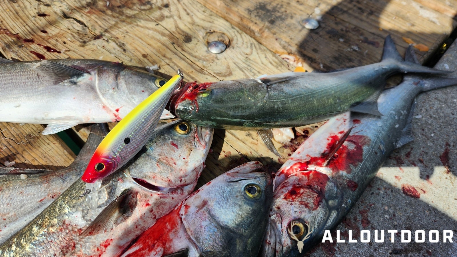 Feast or Famine - October Pier Fishing in PCB