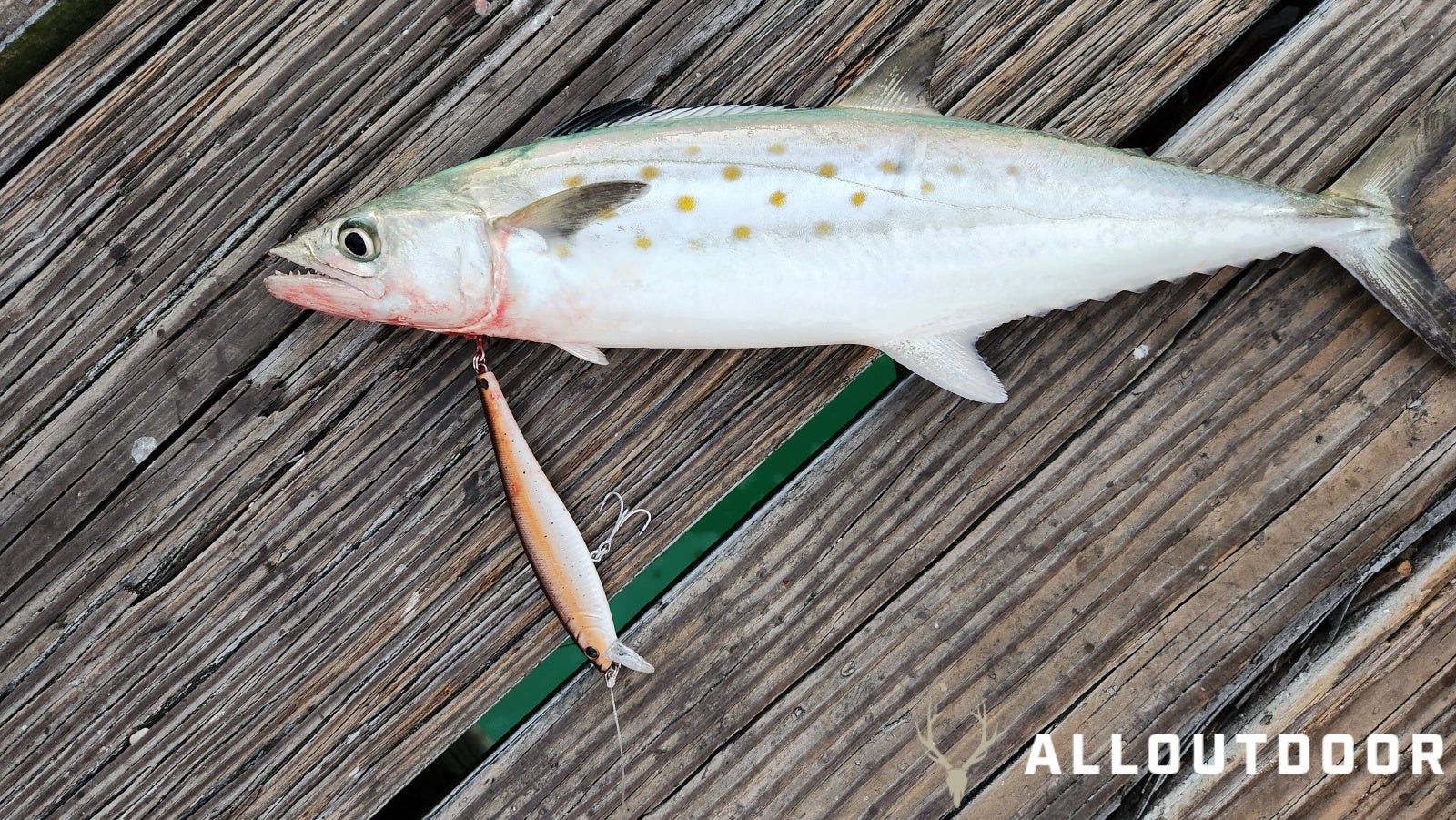 Feast or Famine - October Pier Fishing in PCB