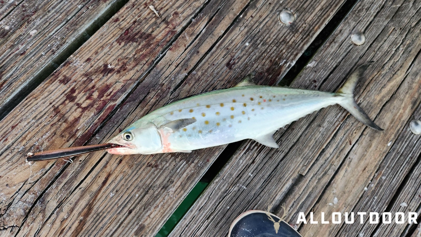 Feast or Famine - October Pier Fishing in PCB