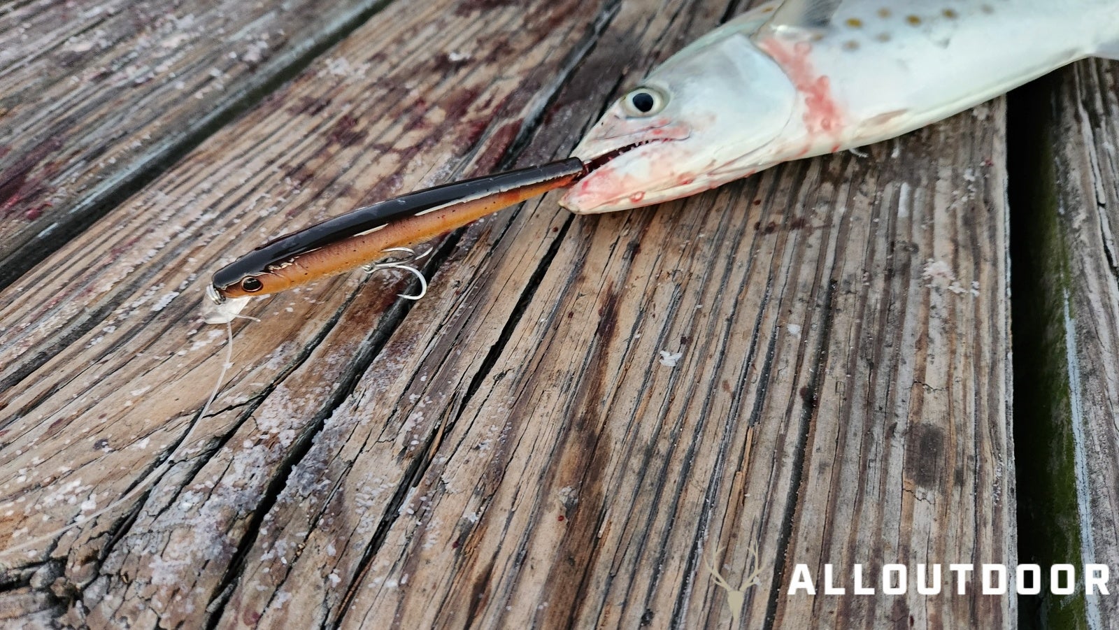 Feast or Famine - October Pier Fishing in PCB