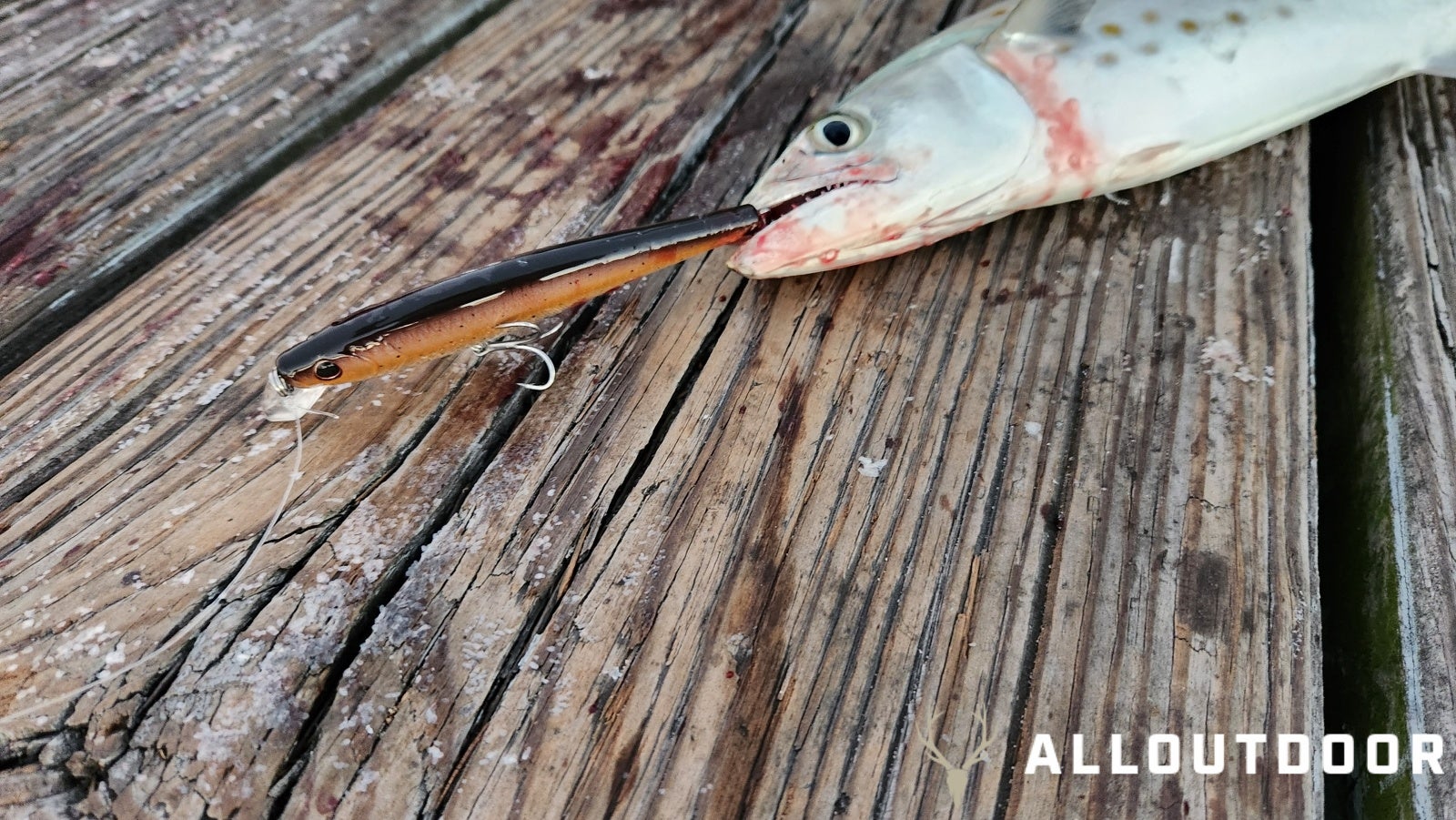 Feast or Famine - October Pier Fishing in PCB