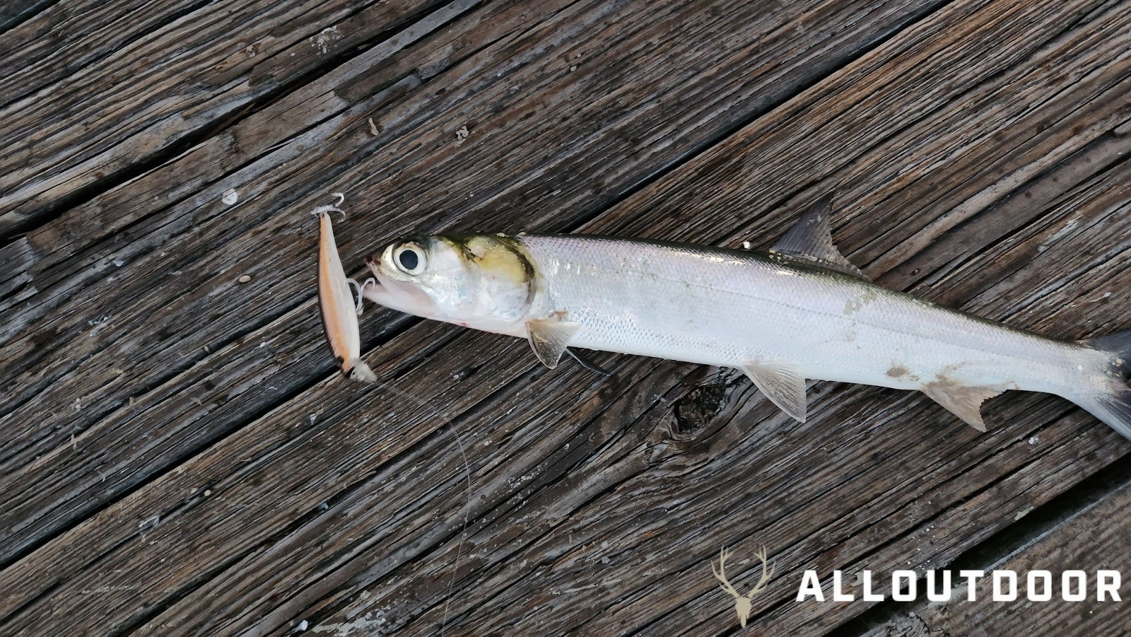 How To Catch Ladyfish - The Angler Within best ways to catch