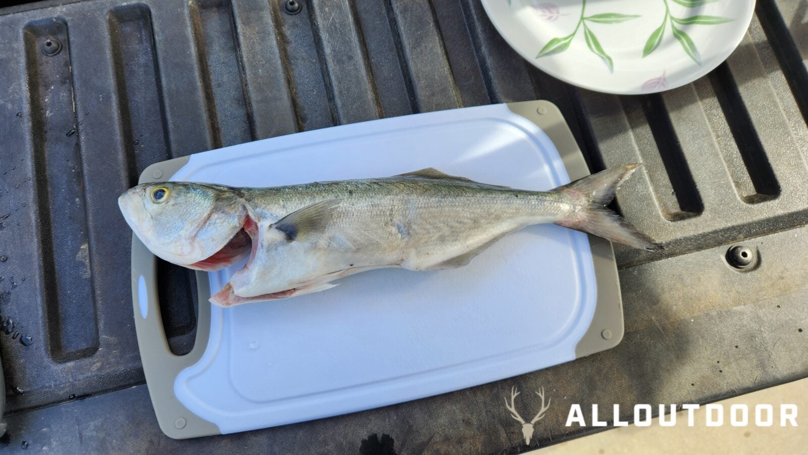 Cook your Catch - Baked Garlic & Paprika Bluefish